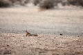 Cape fox Vulpes chama lying on the sand in Kalahari desert