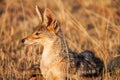 Cape fox (Vulpes chama) resting in front of burrow, Kalahari, South Africa
