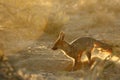 Cape fox Vulpes chama on the sand in Kalahari desert.