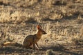 Cape fox Vulpes chama sitting on the sand in Kalahari desert