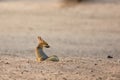 Cape fox Vulpes chama sitting on the sand in Kalahari desert