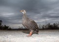 Cape Francolin