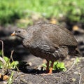 Cape Francolin (Francolinus capensis) Royalty Free Stock Photo