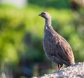 Cape Francolin near rail Royalty Free Stock Photo