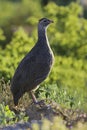 Cape Francolin, Pternistis capensis Royalty Free Stock Photo