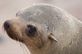 Cape fur seal Royalty Free Stock Photo