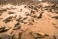 Cape fur seal