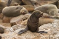 Cape fur seal Royalty Free Stock Photo