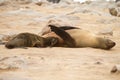 Cape Fur seal Royalty Free Stock Photo