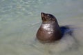 Cape Fur Seal Royalty Free Stock Photo