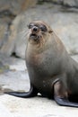 Cape Fur Seal Royalty Free Stock Photo