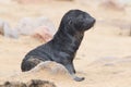 Cape fur seal (Arctocephalus pusillus)