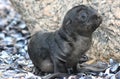 Cape Fur Seal baby Royalty Free Stock Photo
