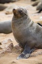 Cape fur seal at Cape Cross, Namibia Royalty Free Stock Photo