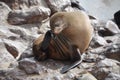 Cape fur seal at Cape Cross, Namibia Royalty Free Stock Photo