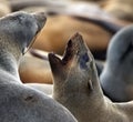 Cape Fur Seal - Cape Cross - Namibia Royalty Free Stock Photo