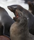 Cape Fur Seal - Cape Cross - Namibia Royalty Free Stock Photo