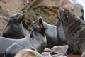 Cape Fur Seal - Cape Cross - Namibia Royalty Free Stock Photo