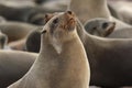 Cape Fur Seal in the Cape Cross Seal Colony on the coast of Namibia Royalty Free Stock Photo