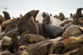 Cape fur seal colony Royalty Free Stock Photo