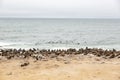 Cape fur seal colony at Cape Cross, Skeleton Coast, Namibia Royalty Free Stock Photo