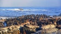 Cape Fur Seal colony near Cape Town South Africa Royalty Free Stock Photo