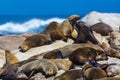 Cape fur seal colony, South Africa Royalty Free Stock Photo