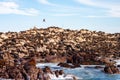 Cape fur seal colony in the Western Cape, South Africa. Royalty Free Stock Photo