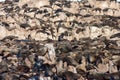 Cape fur seal colony in the Western Cape, South Africa. Royalty Free Stock Photo