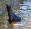 A Cape fur seal coming out of the water Royalty Free Stock Photo