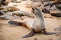 Cape fur seal at Cape Cross seal reserve, Namibia Royalty Free Stock Photo