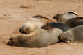 Cape fur seal group resting Royalty Free Stock Photo