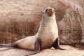 Cape Fur Seal Royalty Free Stock Photo