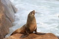 Cape Fur Seal