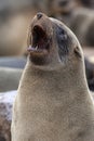 Cape Fur Seal - Namibia - Africa Royalty Free Stock Photo