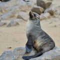 Cape fur seal, Namibia Royalty Free Stock Photo