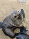 Cape fur seal, Namibia Royalty Free Stock Photo