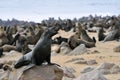 Cape fur seal, Namibia Royalty Free Stock Photo