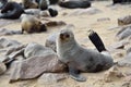 Cape fur seal, Namibia Royalty Free Stock Photo