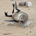 Cape fur seal, Namibia Royalty Free Stock Photo