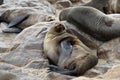 Cape fur seal, Namibia Royalty Free Stock Photo