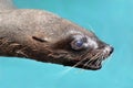 Cape Fur Seal Portrait Royalty Free Stock Photo