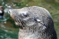 Cape fur seal portrait Royalty Free Stock Photo