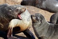 Cape fur seal rejecting young, Skeleton Coast Royalty Free Stock Photo