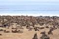 Cape Cross Seal colony - teeming with thousands of cape fur seals Royalty Free Stock Photo