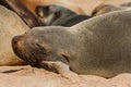 Cape fur seal resting on a stone Royalty Free Stock Photo