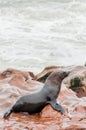 Cape Fur Seal on the Rocks by the Water Royalty Free Stock Photo