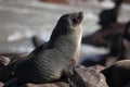 Cape fur seal, Skeleton Coast, Namibia Royalty Free Stock Photo