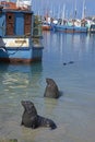 Cape Fur Seals