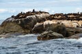 Cape Fur Seals Arctocephalus pusillus at Seal Island, South Africa